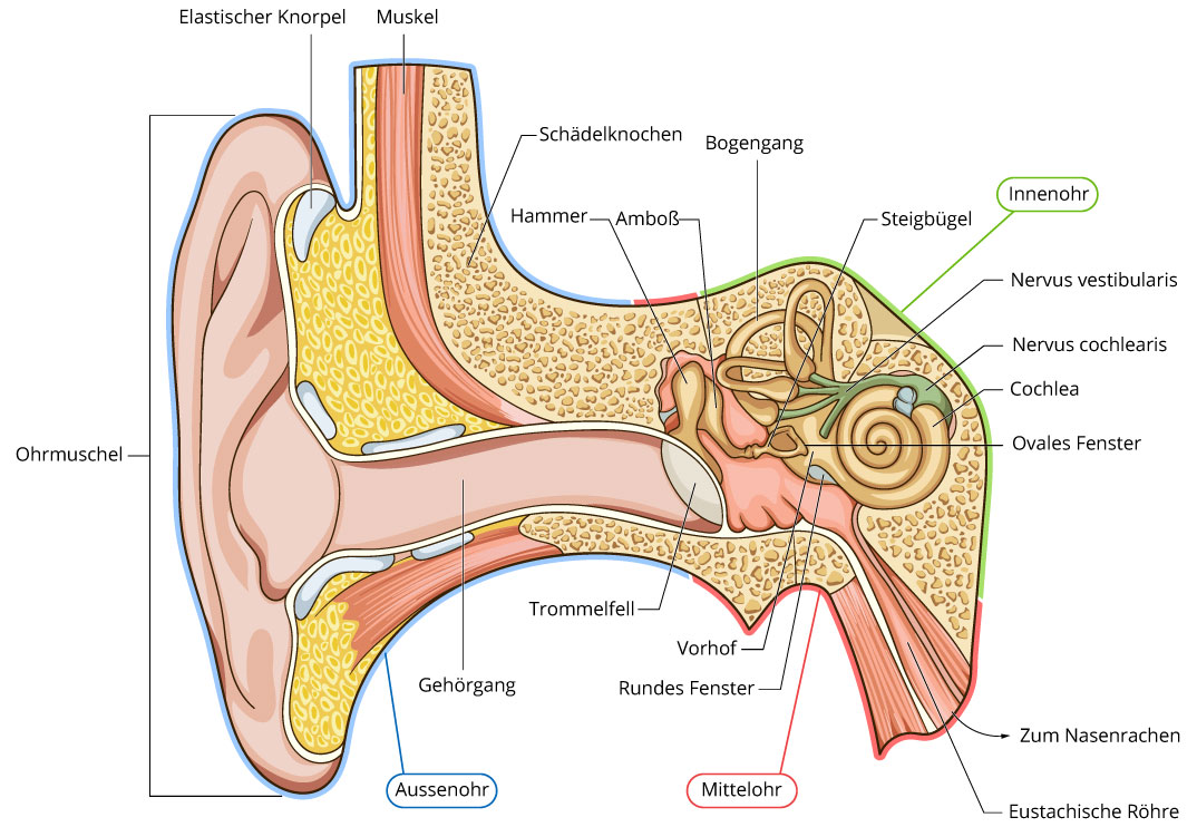 Ohr Anatomie