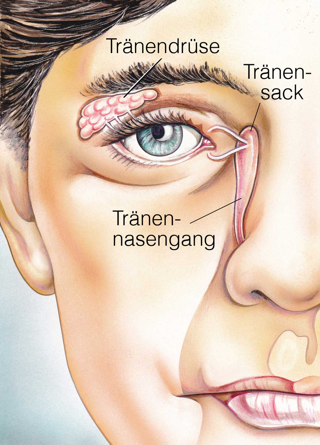 Tränenapparat