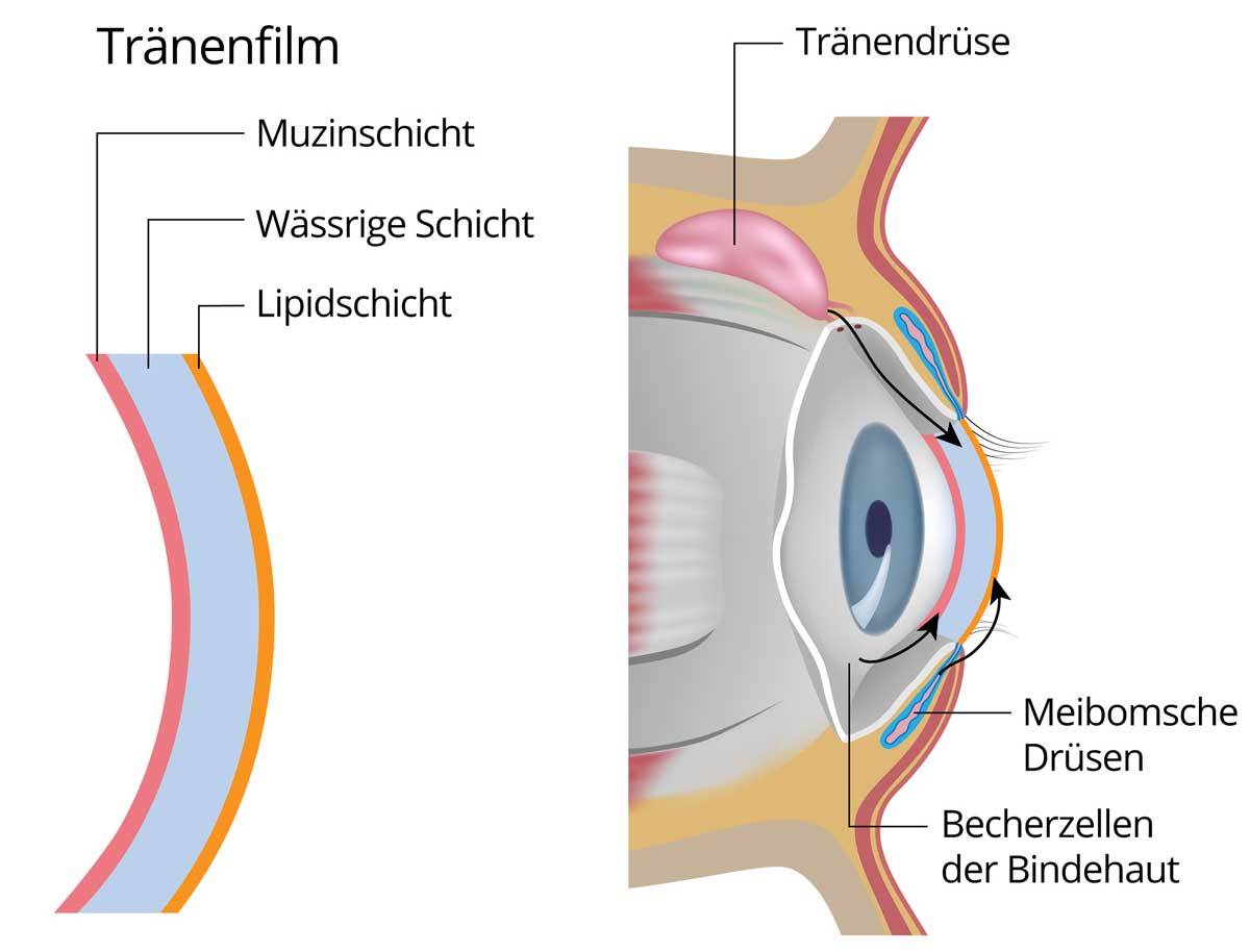 Tränendrüse und akkzessorische Tränendrüsen